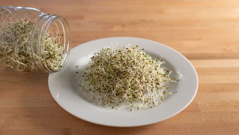 Τριφύλλι Alfalfa